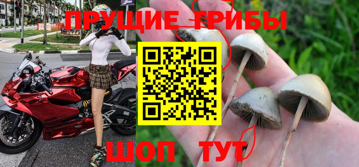 Псилоцибиновые грибы прущие грибы  Вход с VPN  Лесосибирск  Псилоцибиновые грибы Psilocybe 